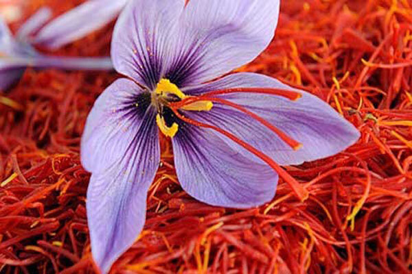 زعفران ۱ مثقالی