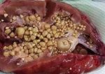 قیمت و خرید رب نسترن حدود ۴ کیلویی ( قند خون و سنگ کلیه وصفرا )  رب گل نسترن وحشی - Image 8